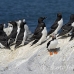 puffin_atlantic_msi_h_2125_can1242.jpg